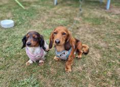 furry friends